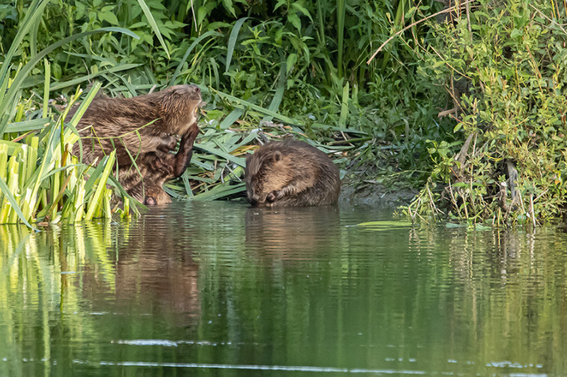 Sur les traces des mammifères semi-aquatiques
