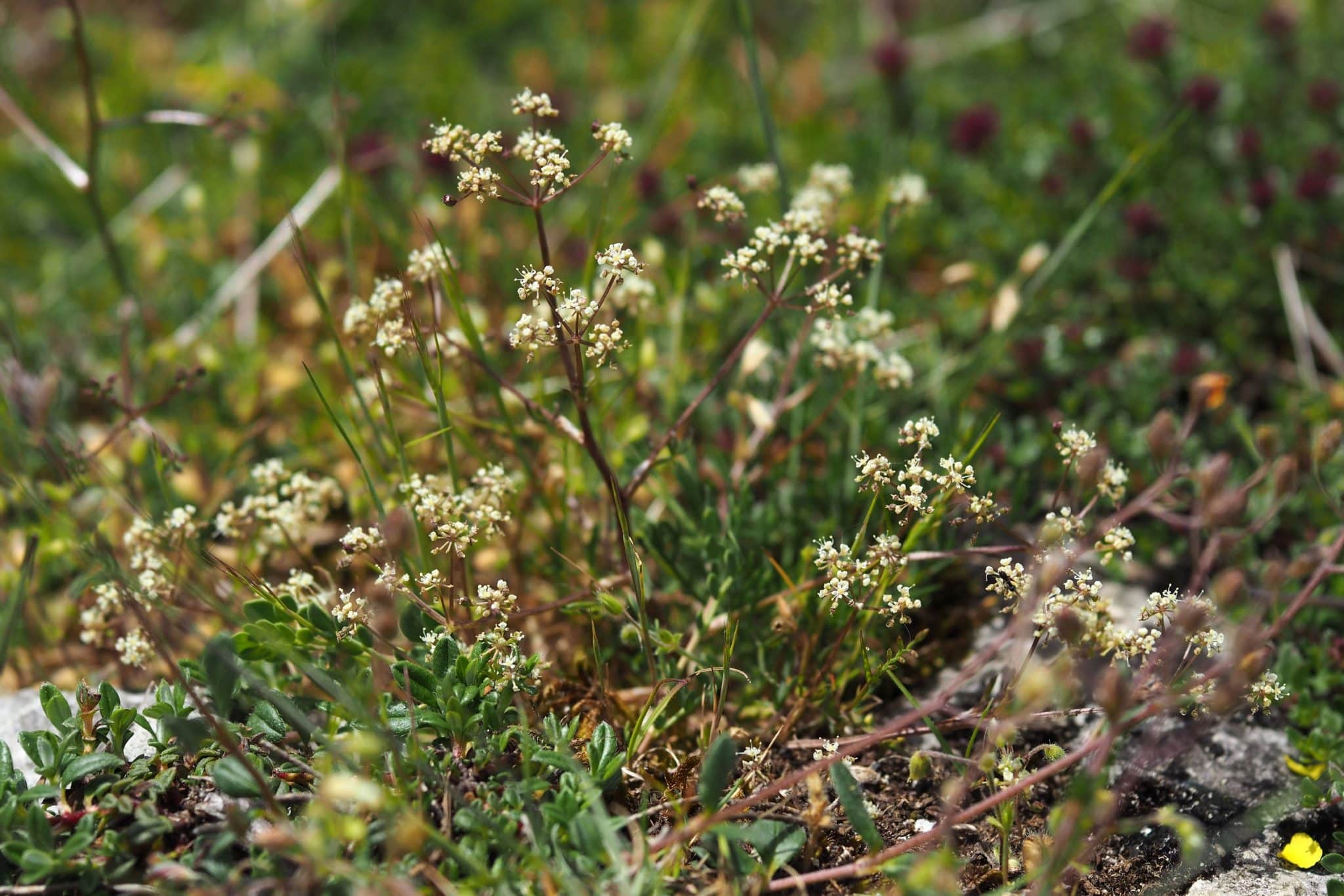 Balade botanique sur les pelouses calcaires de Champeigne