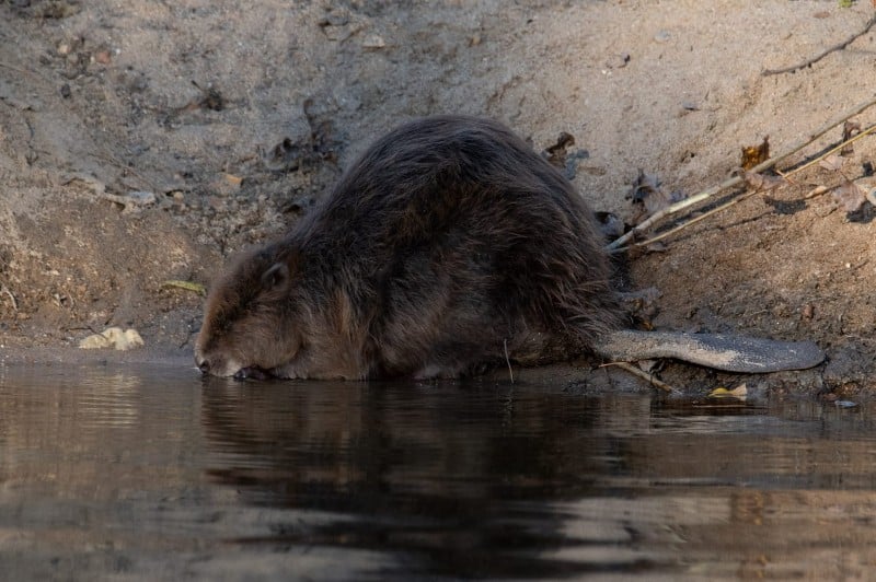 Sur les traces des mammifères semi-aquatiques